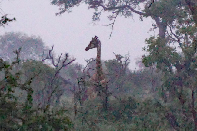 Giraffe-in-the-mist.jpg