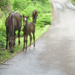 Horses on side of road