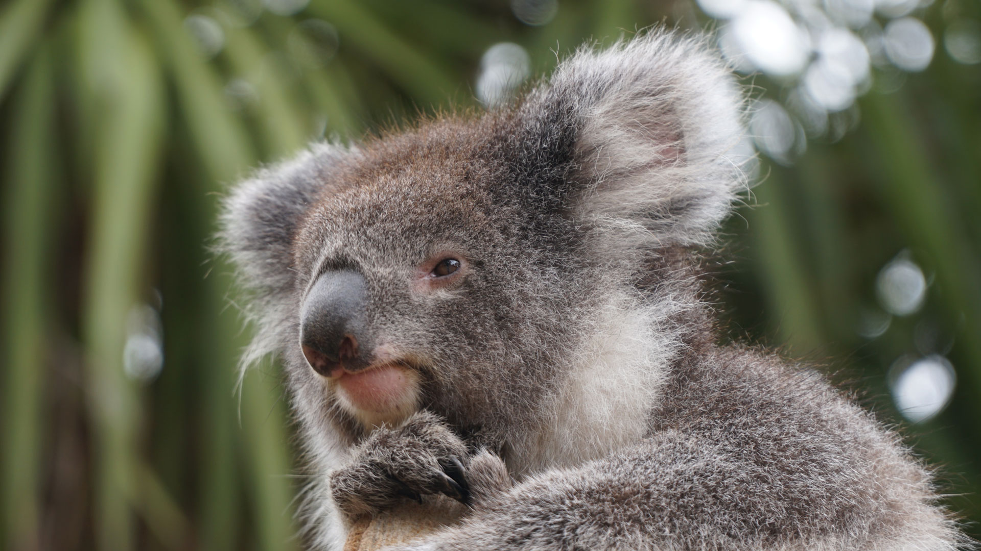 Day 43 – Penneshaw, Kangaroo Island