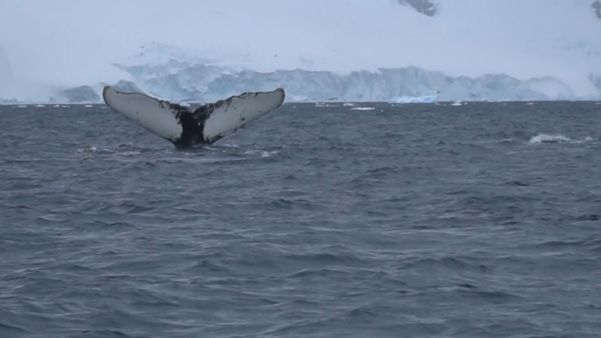 Day 24, Neko Harbor, Antarctica -Day 4