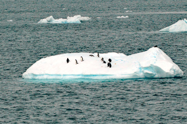 Penguins-on-ice.jpg