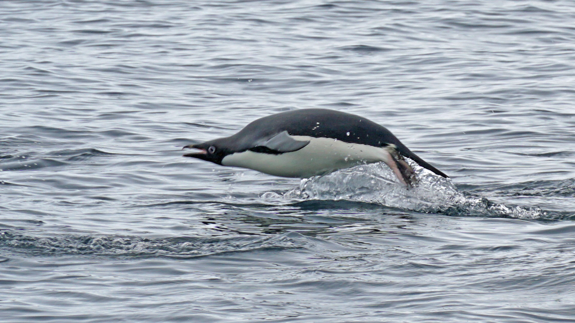 Day 21 – Hope Bay, Antarctica Day 1