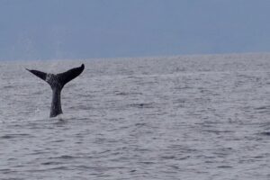 Whale Tail Feature