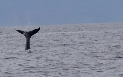 Maui – Whale Watching or Waiting? (Post #10)