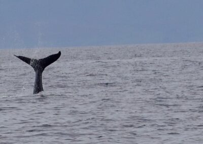 Maui – Whale Watching or Waiting? (Post #10)