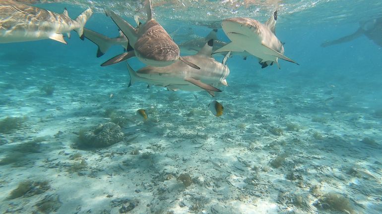 Blacktip Reef Sharks and Threadfin Butterfly Fish