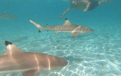 Raiatea – Swimming with the sharks (Post #14)