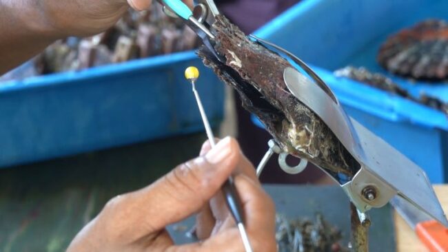 The worker at the Pearl Farm is about to insert the nucleus bead into the oyster