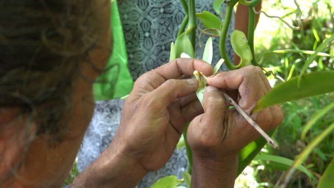 A close up showing the worker ready to pollinate the Vanilla plant.