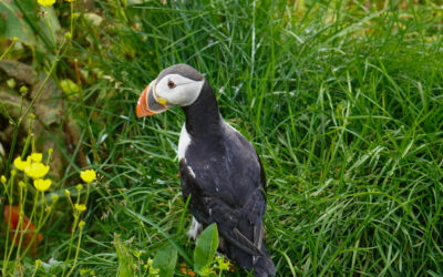 Puffins and Elves -Seydisfjordur (Post #14)