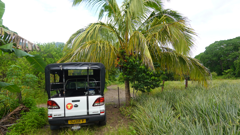 4-x-4-truck-near-pineapple-field.jpg