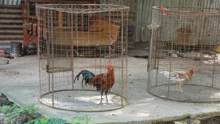 fighting-roosters.jpg