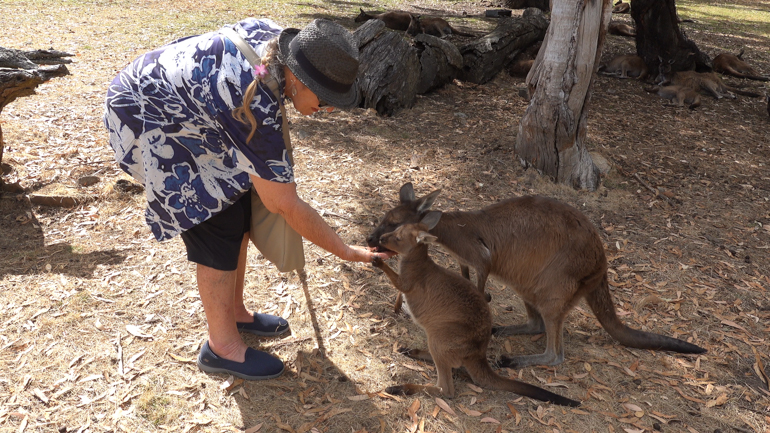 feeding-kangaroo.jpg