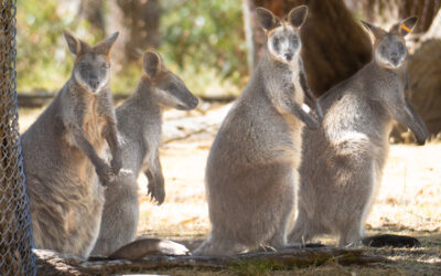 Adelaide – Kangaroos and Germany in South Australia (Post #43)