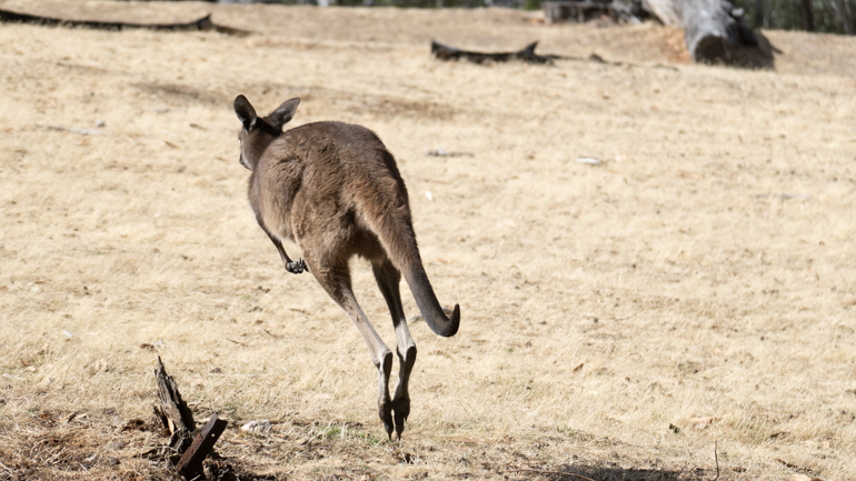 kangaroo.jpg