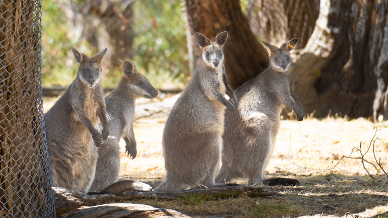 kangaroos.jpg