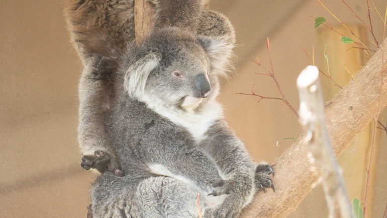 koala-close-up-2.jpg