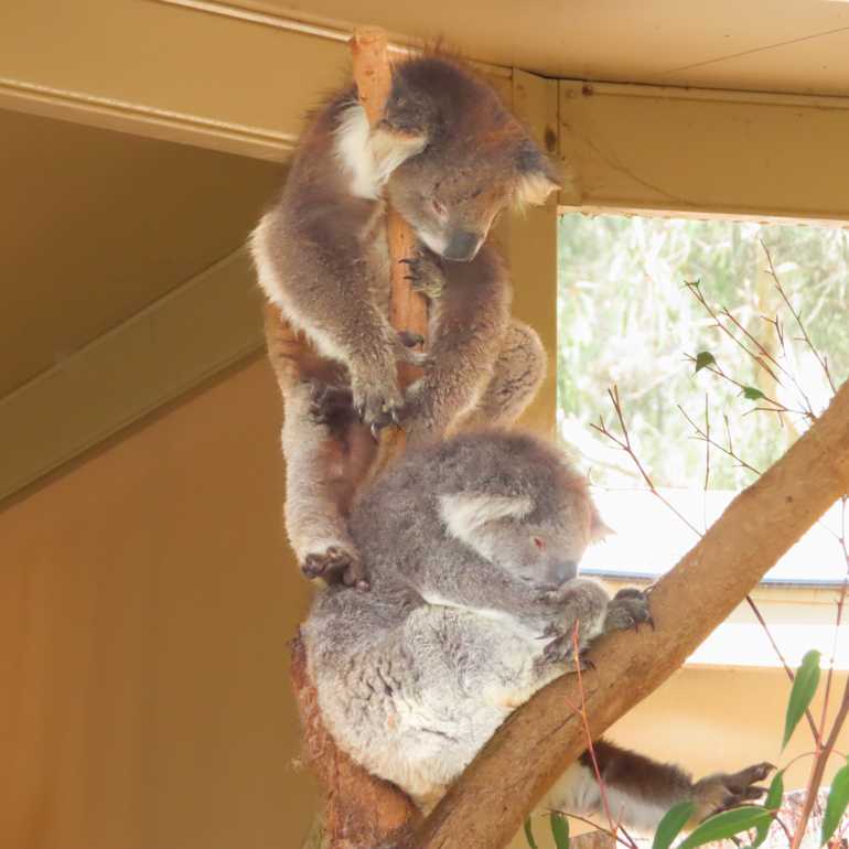 koala-close-up-3.jpg