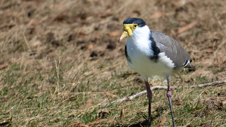 masked-lapwing.jpg