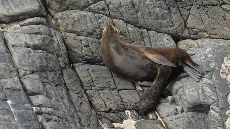 seal-and-pup.jpg