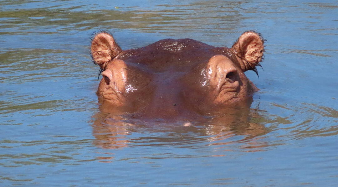 hippo feature 1080