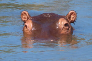 hippo feature 1080