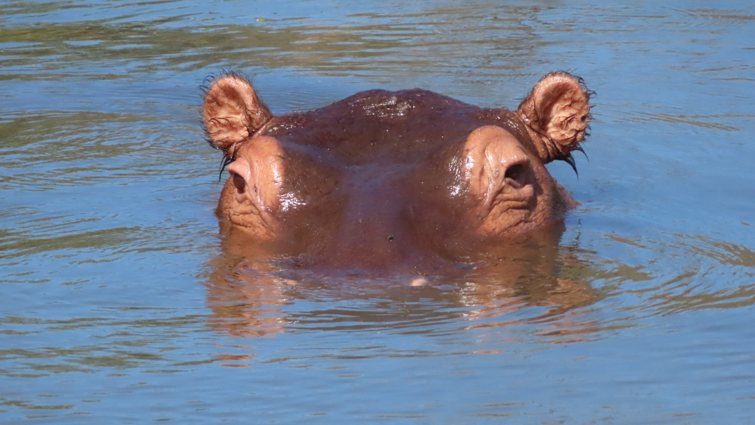 hippo feature 1080