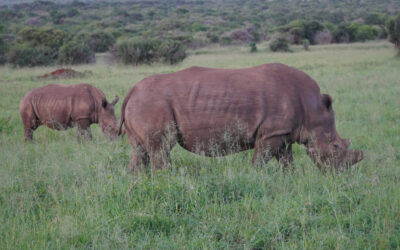 Safari Day #2, Thanda Safari Lodge (Post #57)