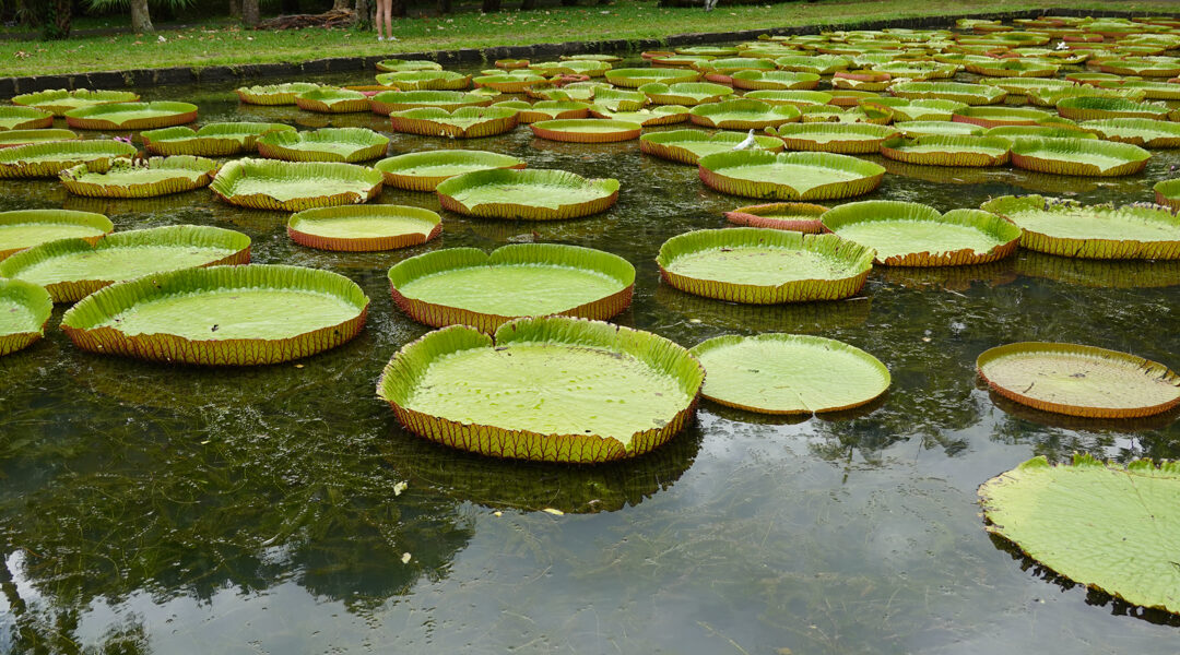 water lilly feature