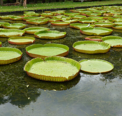 water lilly feature