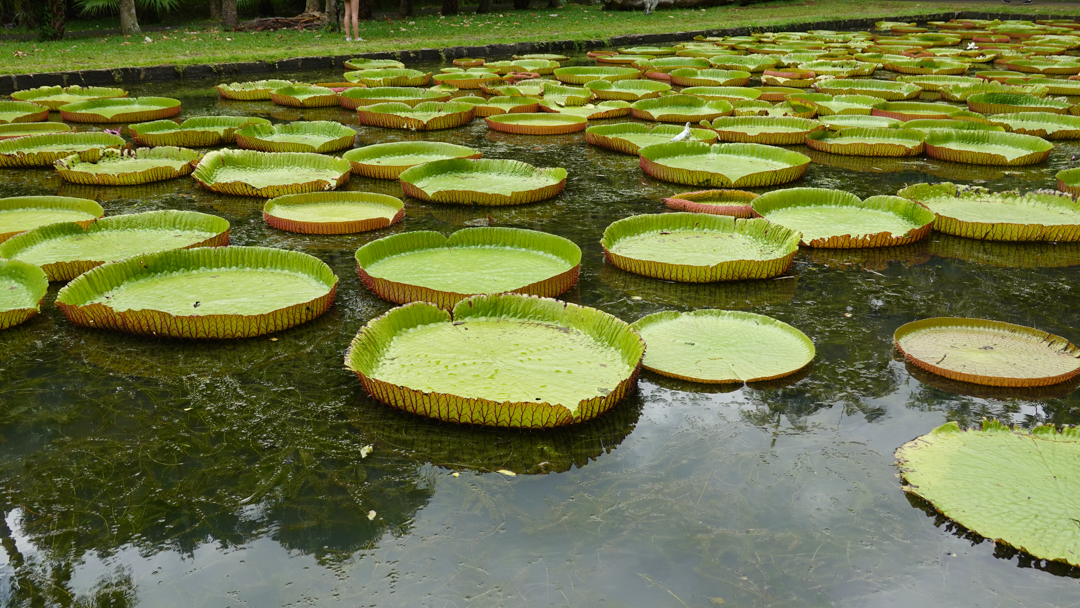 water lilly feature