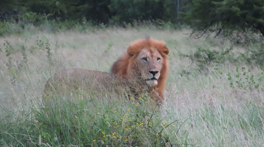 male lion feature