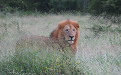 Safari Day #3, Thanda Safari Lodge (Post #58)