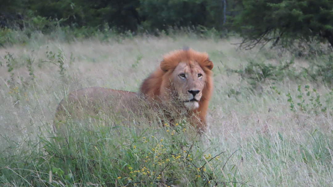 male lion feature