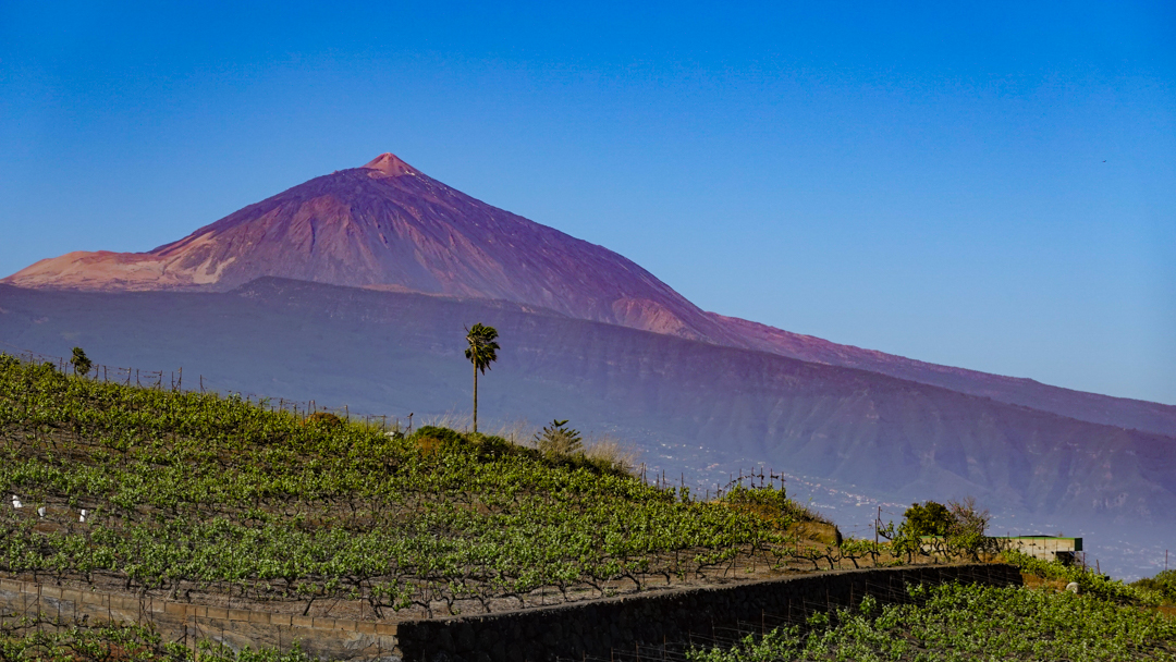 mt tiede feature