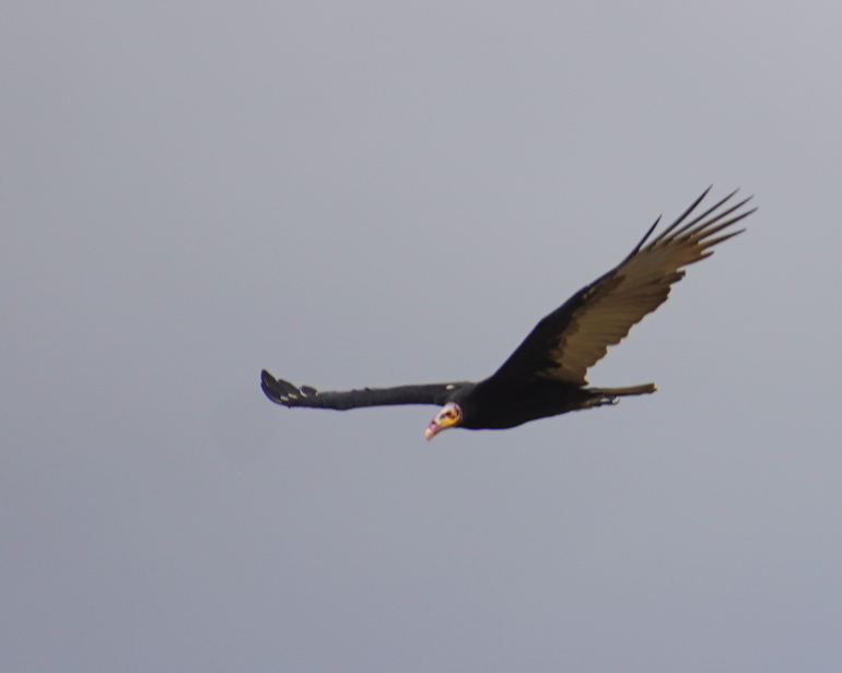 birds-overhead.jpg