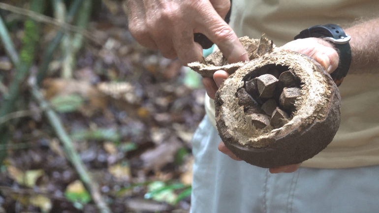 brazil-nuts2.jpg