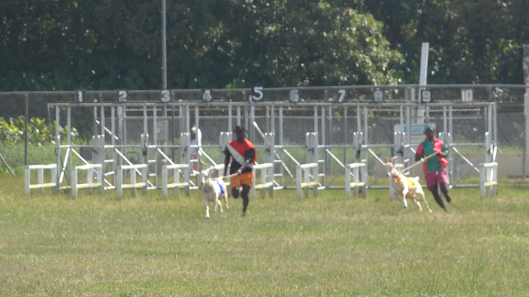 goat-race-1.jpg