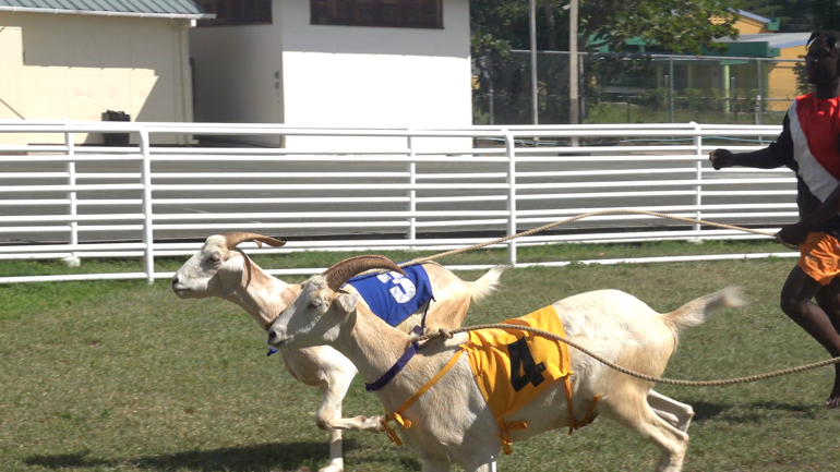 goat-race-3.jpg