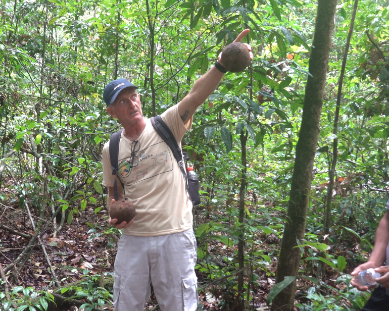 guide-showing-brazil-nut-tree.jpg