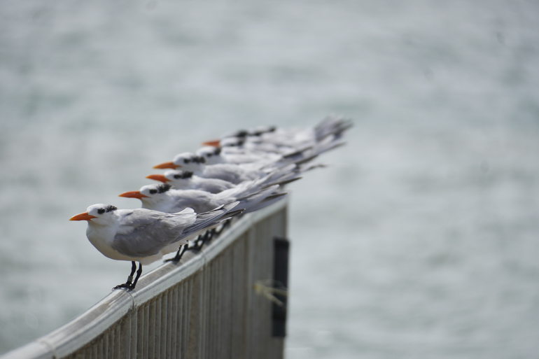 royal-terns.jpg