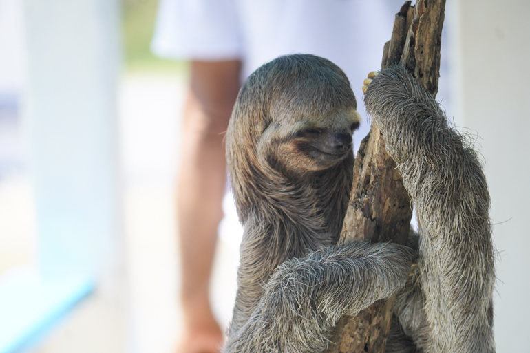 sloth-2.jpg