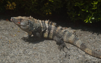 Quepos, Costa Rica – Iguanas, Sailfish and Sodas (Post #26)