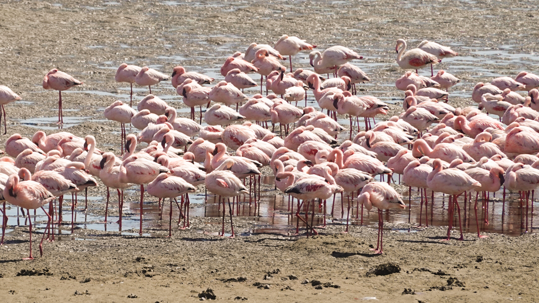 flamingos.jpg