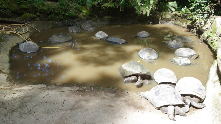 toitoise-pond.jpg